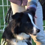 agility-club-armbouts