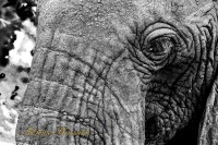 2018Tanzanie (171) - CopieBD