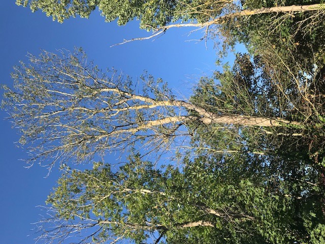 arbres